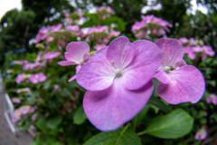 井の頭公園の花