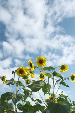 そろそろ夏だね