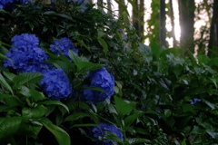 紫陽花