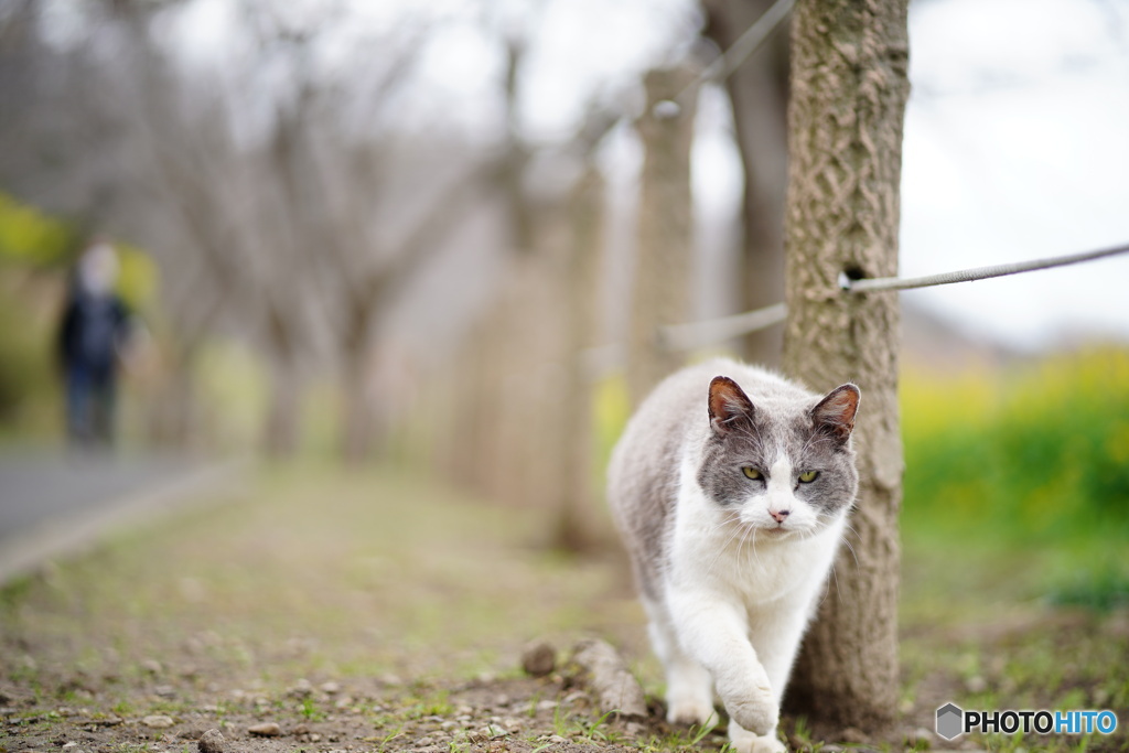 公園猫76