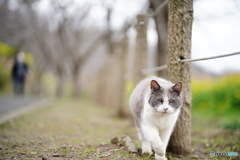 公園猫76