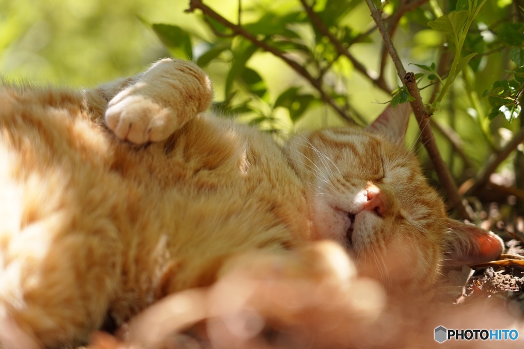 春眠暁を覚えずZzz...