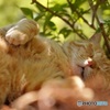 春眠暁を覚えずZzz...