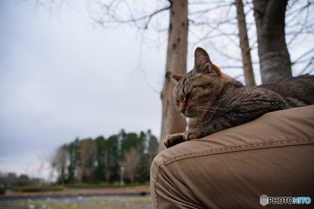 公園猫77