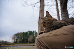 公園猫77