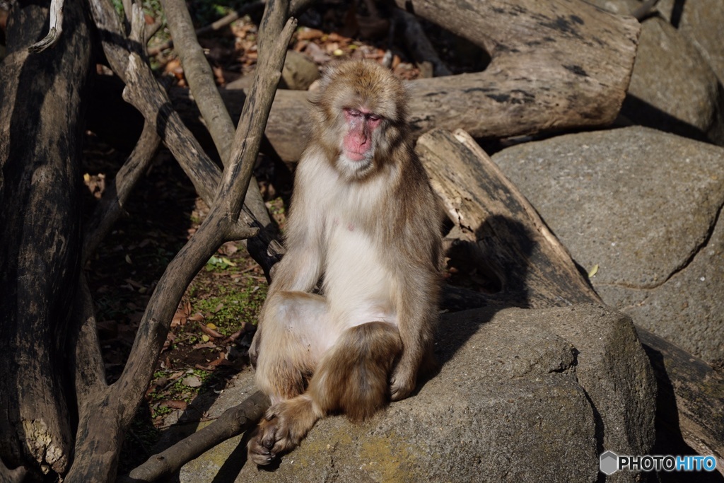 千葉市動物公園1