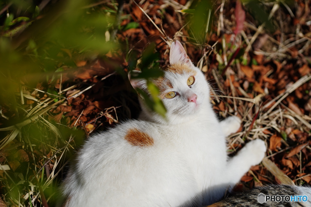 公園猫55
