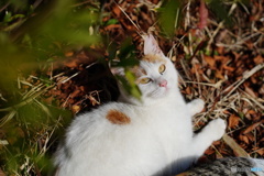 公園猫55