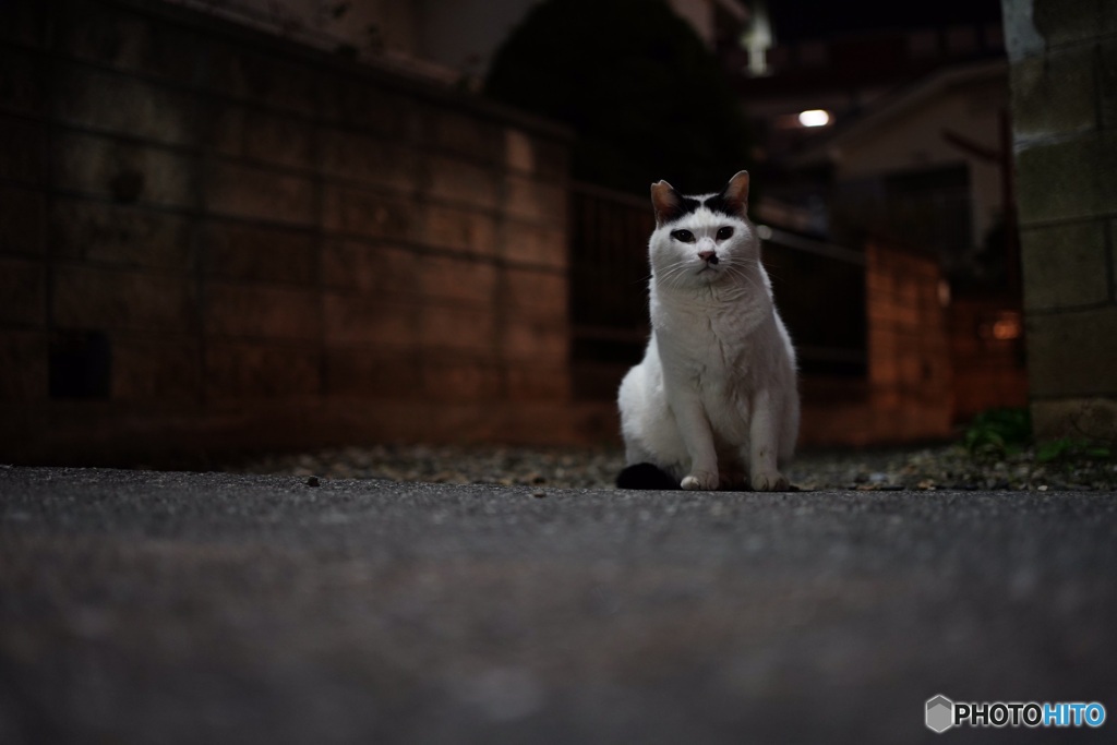 夜猫34