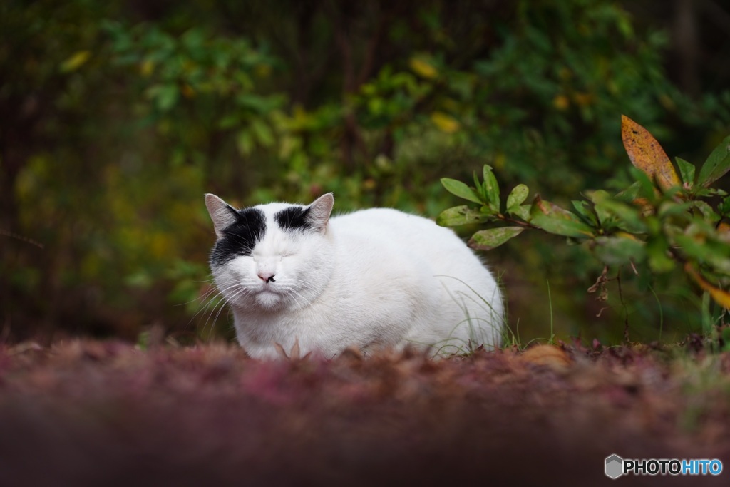 公園猫28