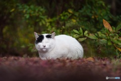 公園猫28