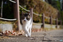 公園猫25