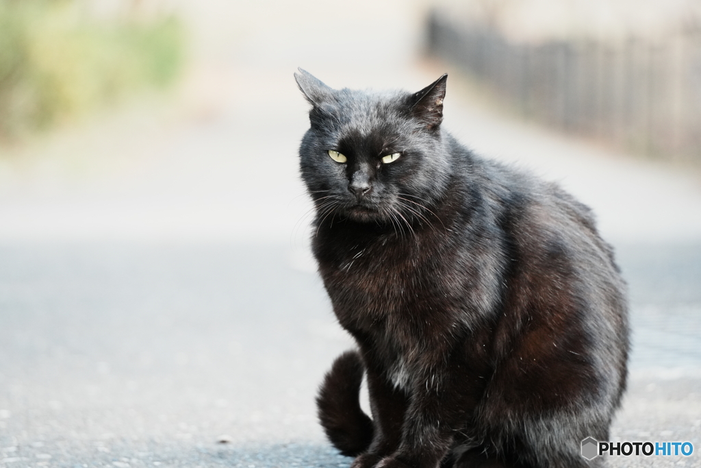 公園猫