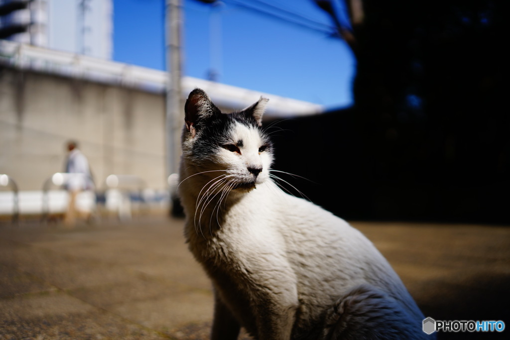 猫の日ですね。