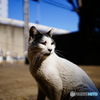 猫の日ですね。