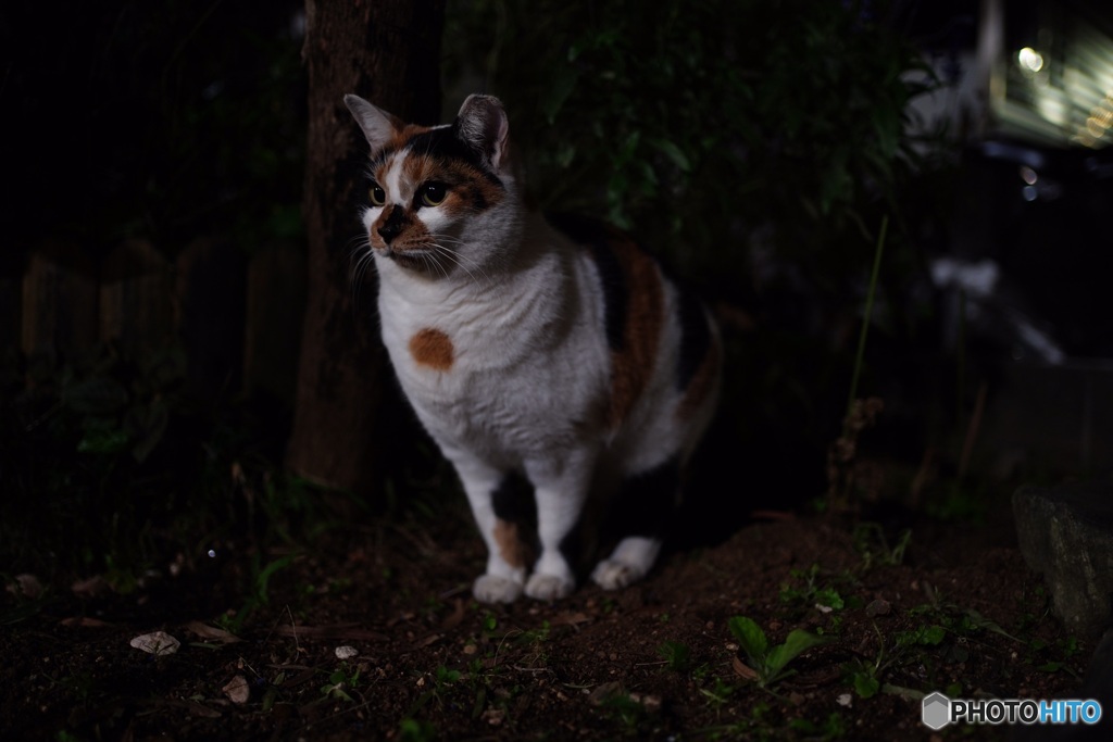 夜猫46