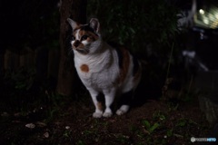 夜猫46