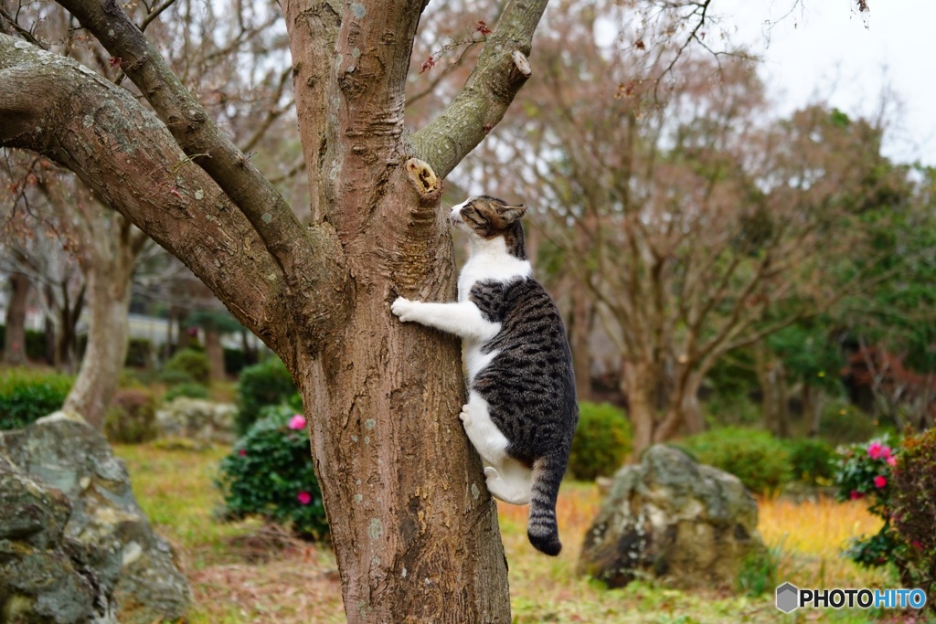 公園猫15