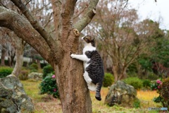公園猫15