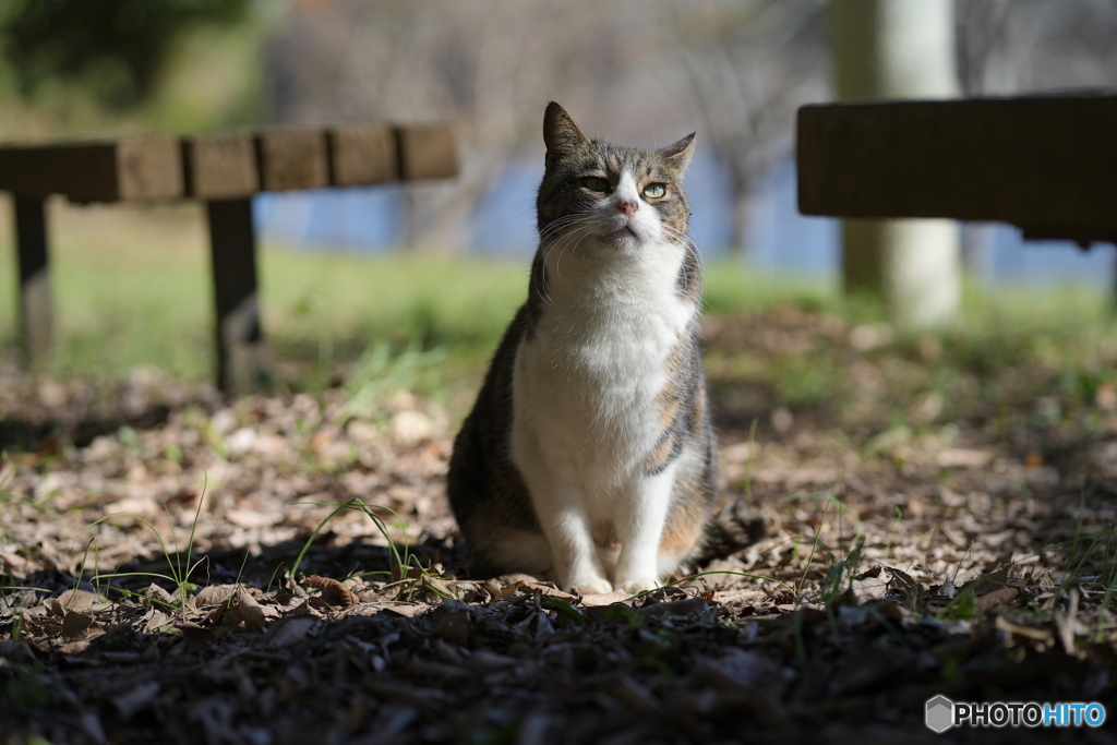 公園猫