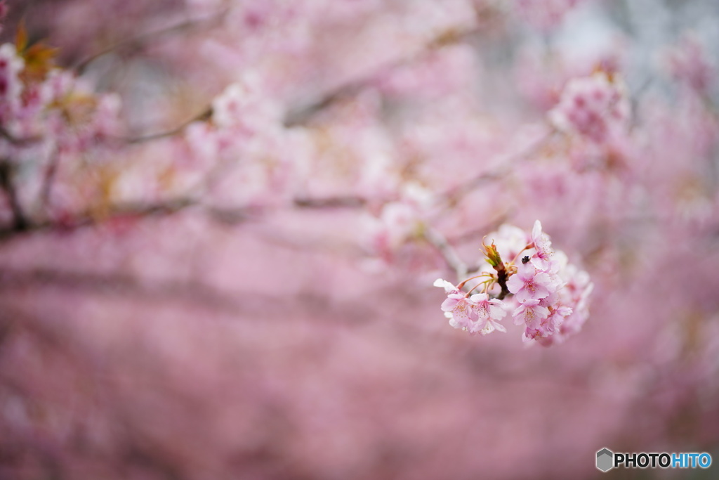 薄曇りの公園にて