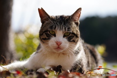 公園猫58
