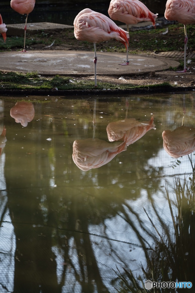 千葉市動物公園11