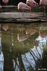 千葉市動物公園11