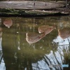 千葉市動物公園11