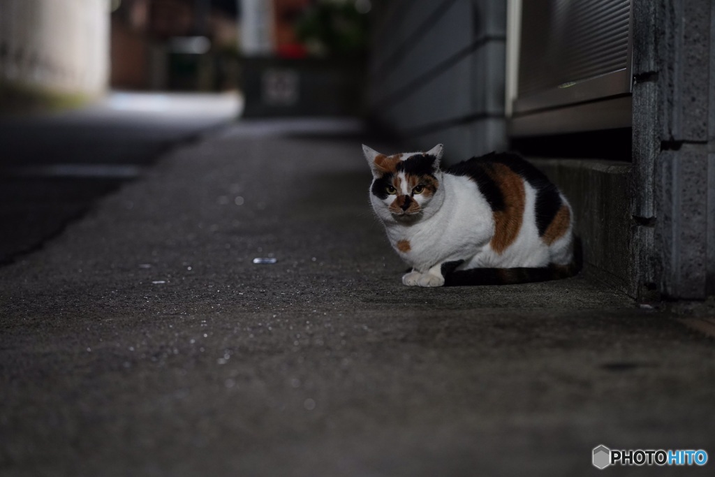 夜猫48