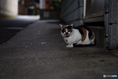 夜猫48