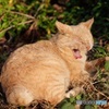 公園猫7
