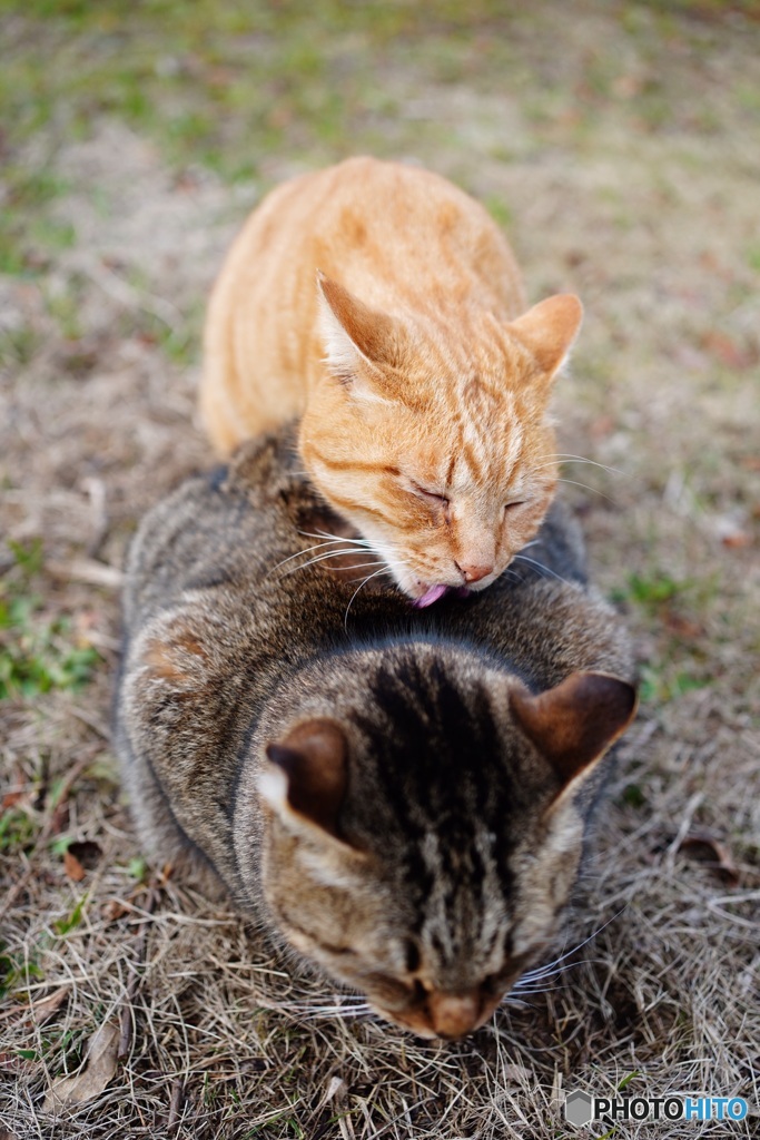 公園猫39