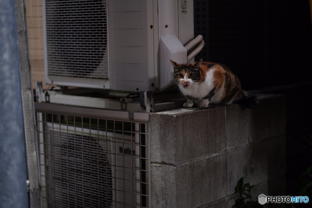 夜猫42