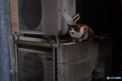 夜猫42