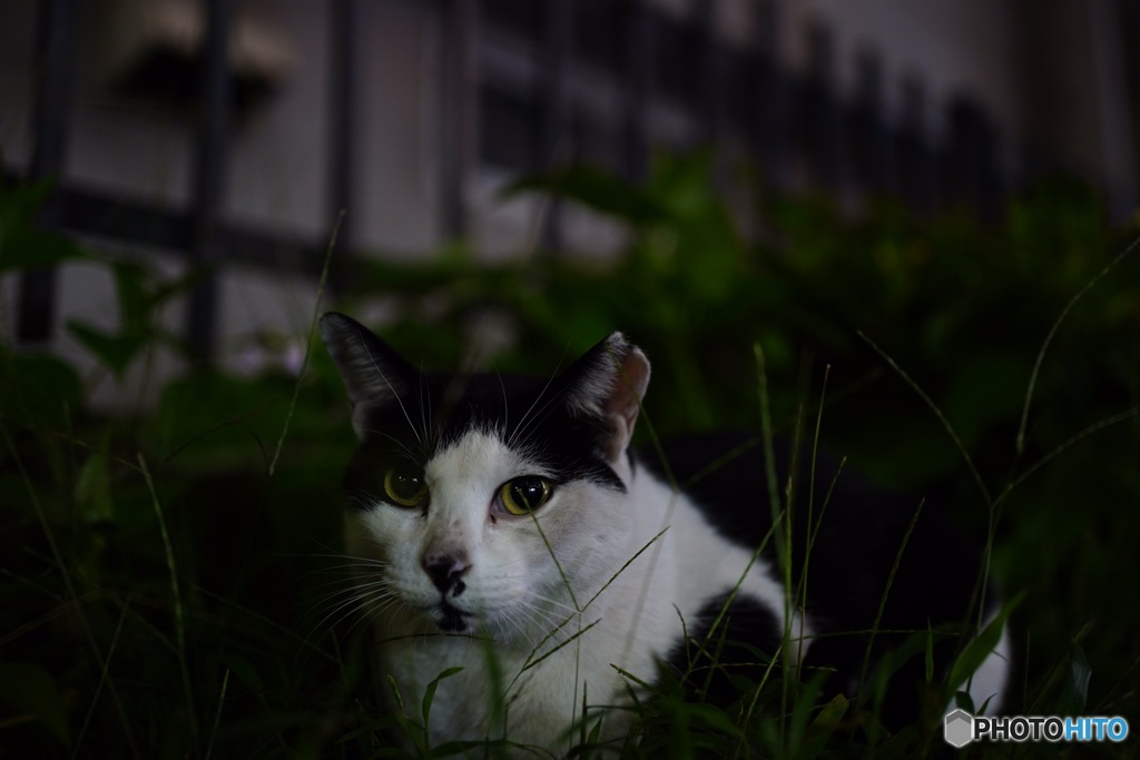 夜猫27