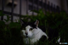 夜猫27