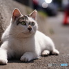 公園猫97