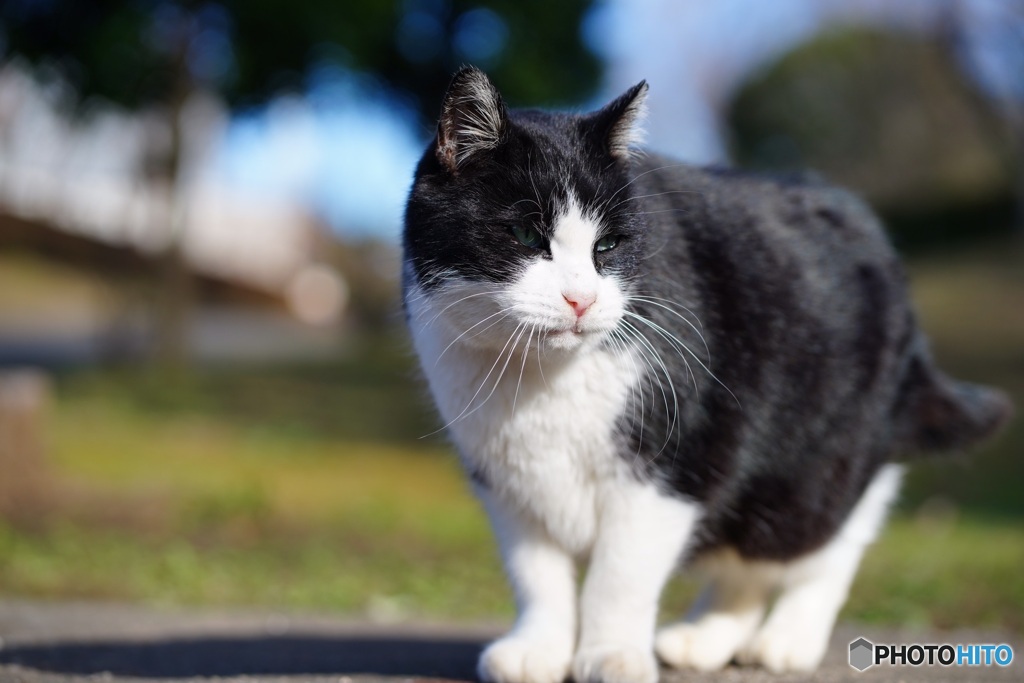 公園猫31