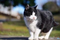 公園猫31