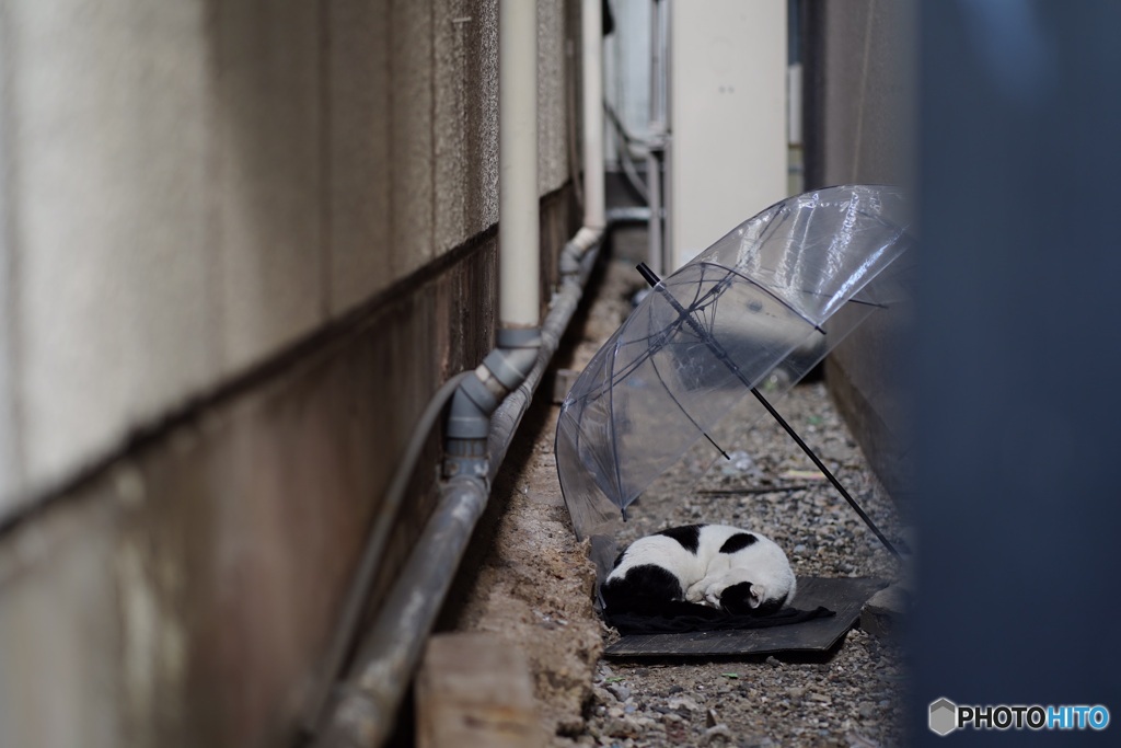 路地裏の猫