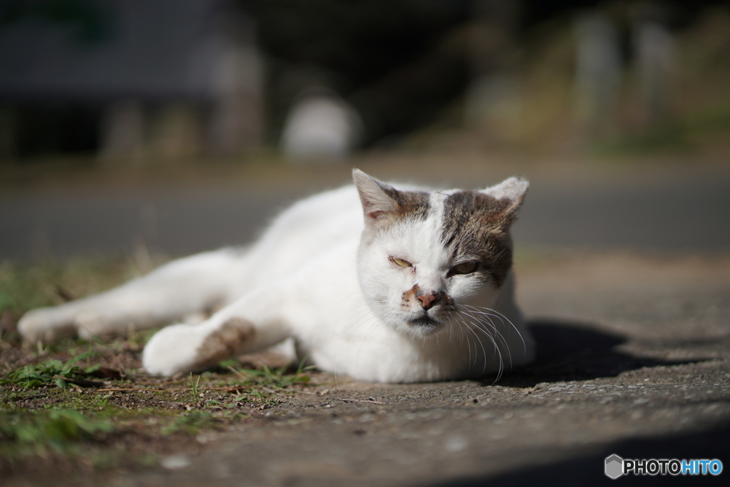 やっぱり猫が好き
