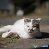 やっぱり猫が好き