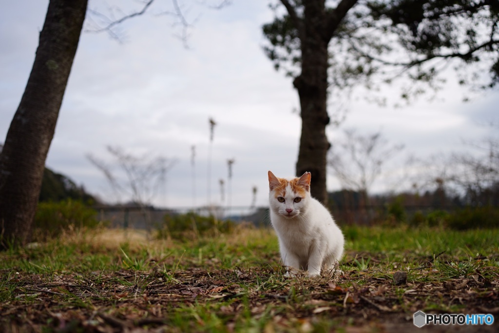 公園猫43