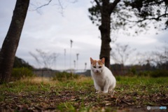公園猫43