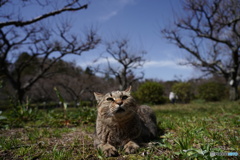 公園猫94