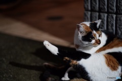 夜猫47