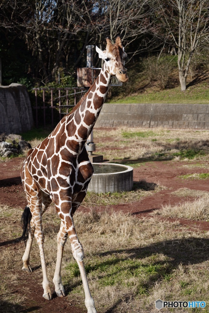 千葉市動物公園10