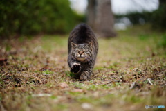 公園猫72