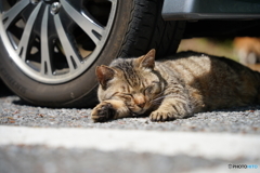 ＺＺＺ・・・